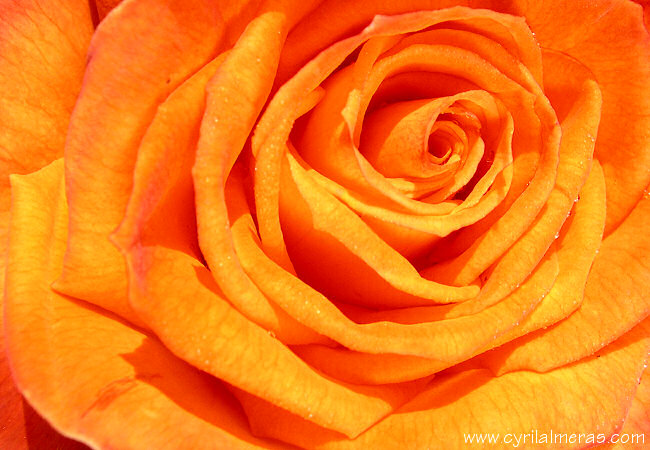 Photo de rose orange
