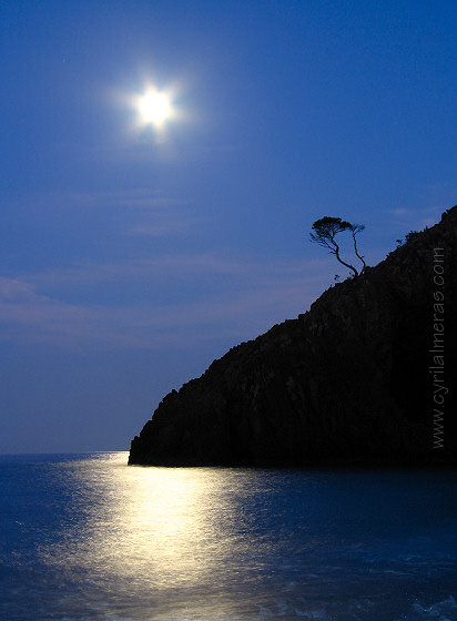 Arbre Ombre Chinoise Lune Reflets de la Lune dans l'Esterel, Arbre seul en ombre chinoise