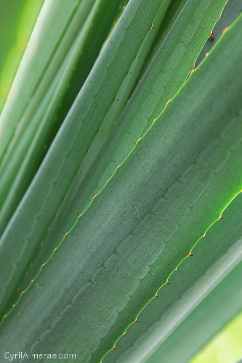 detail agave