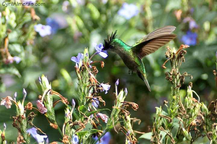 colibri butine en vol