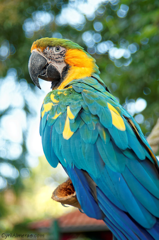 perroquet ara bleu jaune