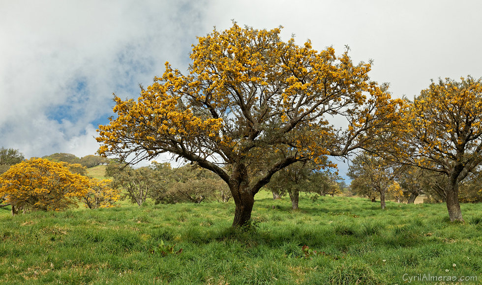arbre fleurs jaunes