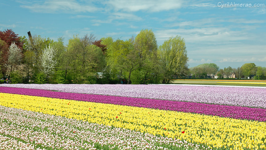7750 Champs De Tulipes Keukenhof 7750 Champs De Tulipes Keukenhof