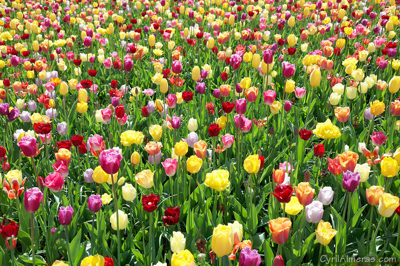 7758 Panache Tulipes Jaune Rose Rouge Blanc 7758 Panache Tulipes Jaune Rose Rouge Blanc