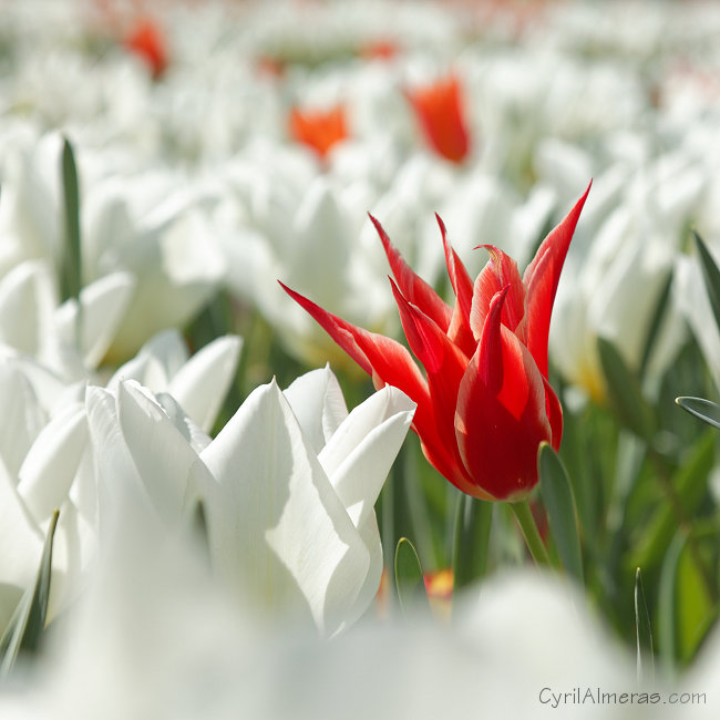 7764 Best Tulip Keukenhof Garden Holland 7764 Best Tulip Keukenhof Garden Holland