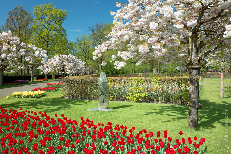 7786 Keukenhof Bloemenpark 7786 Keukenhof Bloemenpark