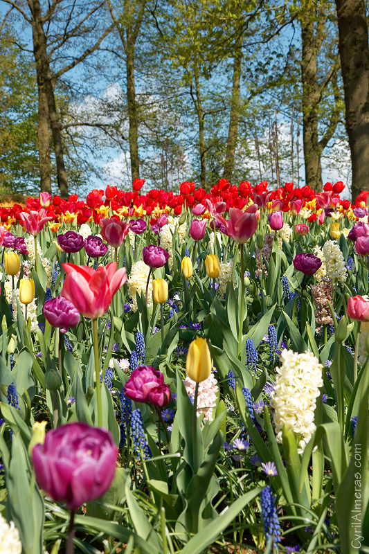 7822 Fleurs Multicolores 7822 Fleurs Multicolores