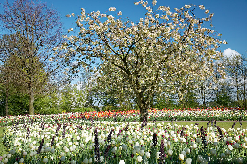 7879 Wonderful Garden 7879 Wonderful Garden