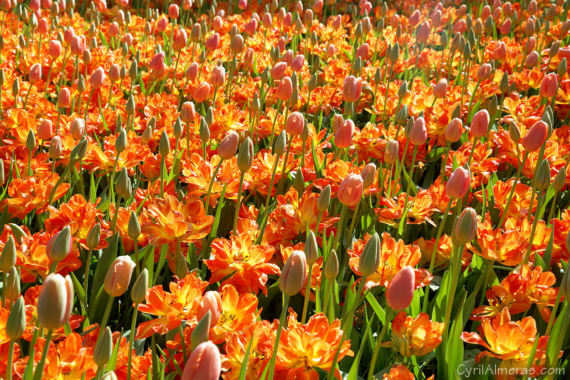 7906 Tulipes De Feu Orange 7906 Tulipes De Feu Orange