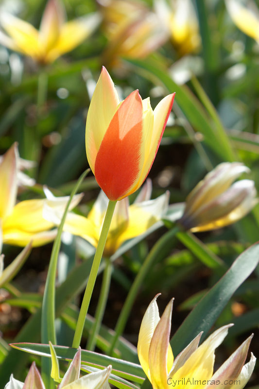 8008 Photo Fleur 8008 Photo Fleur