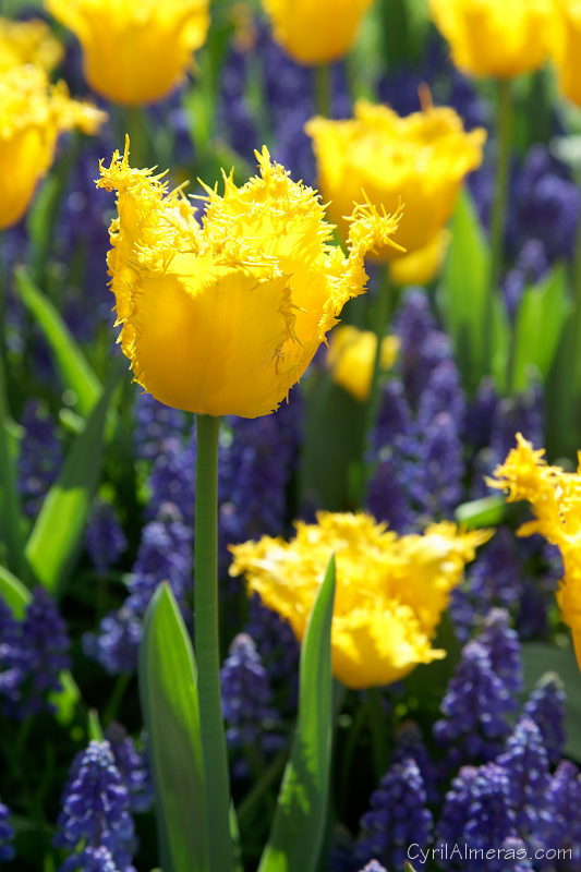 8013 Tulipes Frangees Jaunes Muscari Bleu 8013 Tulipes Frangees Jaunes Muscari Bleu