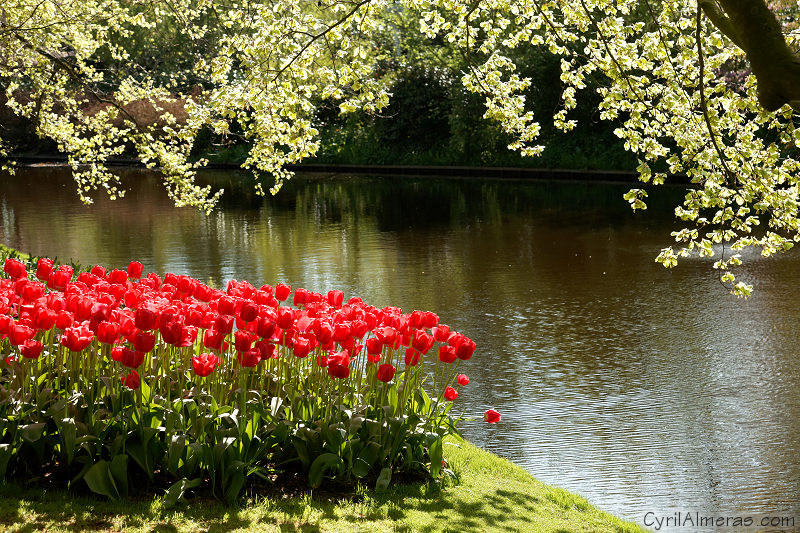 8034 Red Tulips Photo 8034 Red Tulips Photo