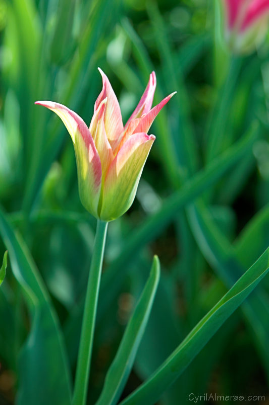 8064 Tulipe A Fleur De Lis Rose Verte 8064 Tulipe A Fleur De Lis Rose Verte