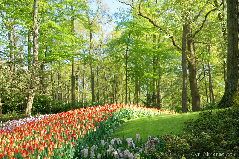8077 Tupiles Parc Keukenhof Hollande 8077 Tupiles Parc Keukenhof Hollande
