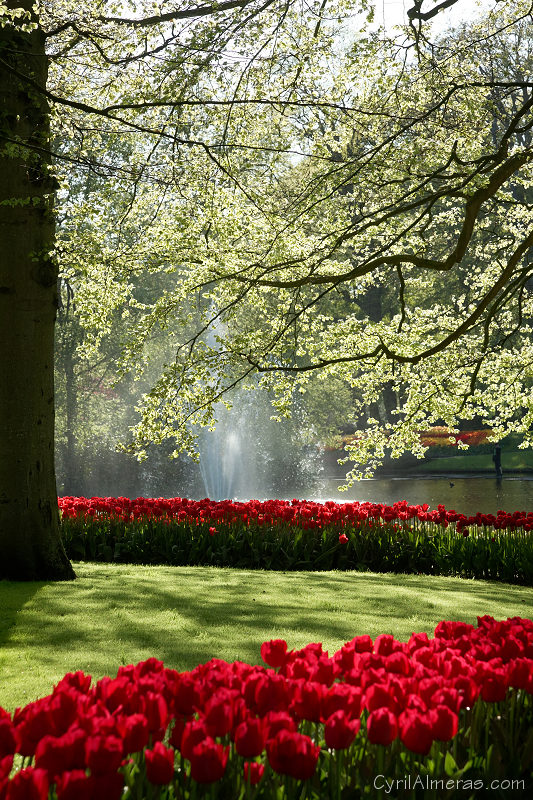 8114 Photo Tulipes Rouges Contre Jour 8114 Photo Tulipes Rouges Contre Jour