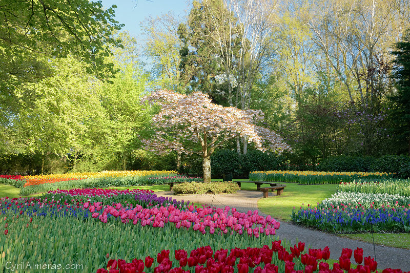 8119 Cherry Blossom Keukenhof Garden 8119 Cherry Blossom Keukenhof Garden