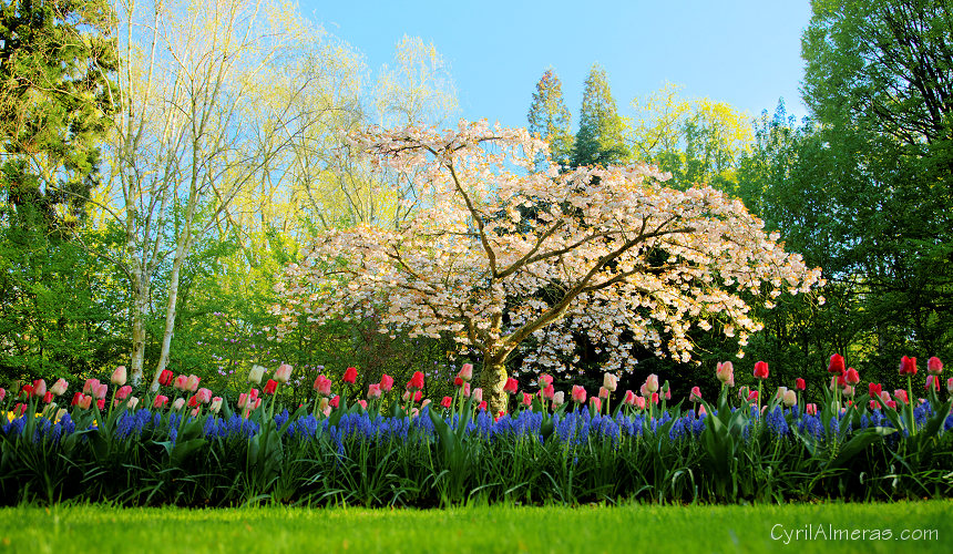 8125 Cerisier En Fleurs Tulipes Keukenhof 8125 Cerisier En Fleurs Tulipes Keukenhof