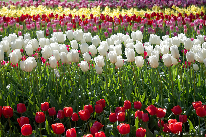 8145 Rangees De Tulipes 8145 Rangees De Tulipes