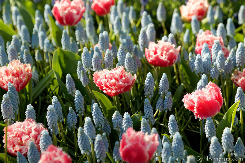 8153 Tulipe Rose Muscari Bleu Ciel 8153 Tulipe Rose Muscari Bleu Ciel