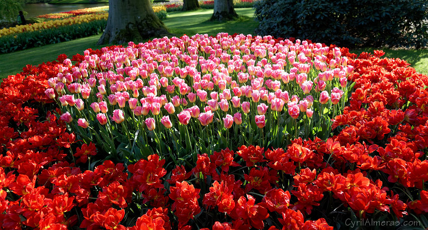 8179 Fleur De Fleurs 8179 Fleur De Fleurs