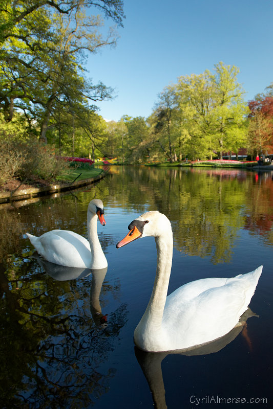 8196 Cygnes Lac Jardin Keukenhof 8196 Cygnes Lac Jardin Keukenhof