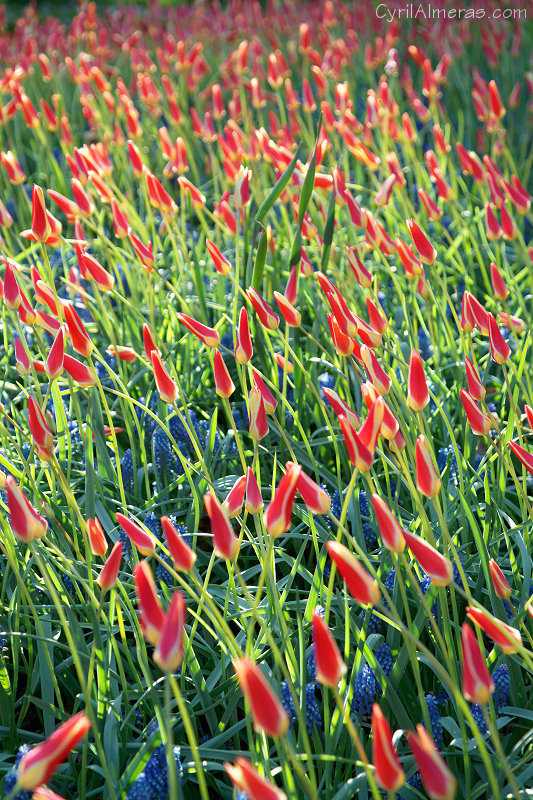 8199 Tulipes Fines Jardin Keukenhof 8199 Tulipes Fines Jardin Keukenhof