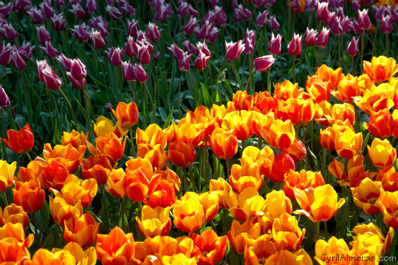 8202 Jardin Tulipes De Feu 8202 Jardin Tulipes De Feu