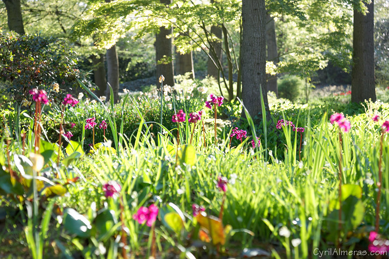 8219 Fleurs Contre Jour 8219 Fleurs Contre Jour