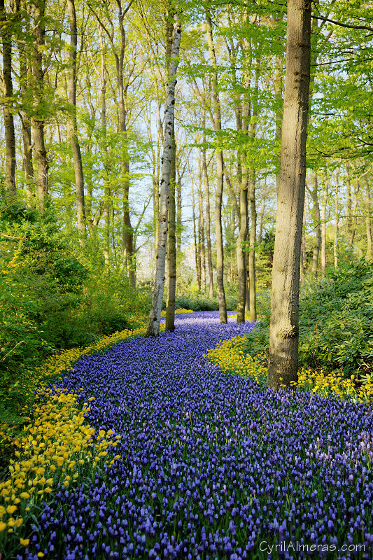 8227 Parc Keukenhof Chemin Fleurs Bleues 8227 Parc Keukenhof Chemin Fleurs Bleues