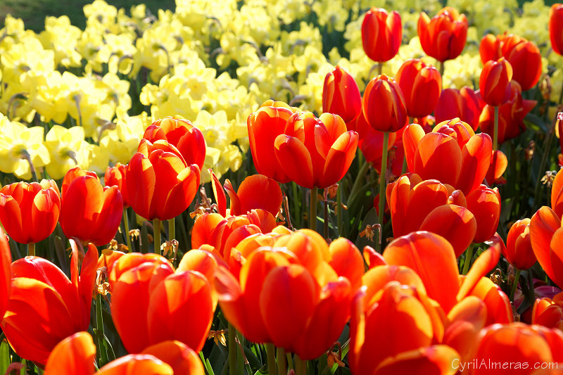 8235 Tulipes Oranges Jonquilles Jaunes 8235 Tulipes Oranges Jonquilles Jaunes